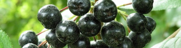 Aronia-Berries